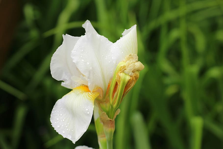 blanc, flor de l'iris, florint, durant el dia, iris, flor, primavera, flor blanca, planta, jardí, naturalesa, planta amb flors, fragilitat, vulnerabilitat, bellesa a la natura, frescor, creixement, pètal, cap de flor, inflorescència, primer pla, humit, aigua, tirar, centrar-se en primer pla, dia, cap gent, a l'aire lliure, pluja, pol·len, gota de pluja, rosada, iris - planta, puresa, 5K