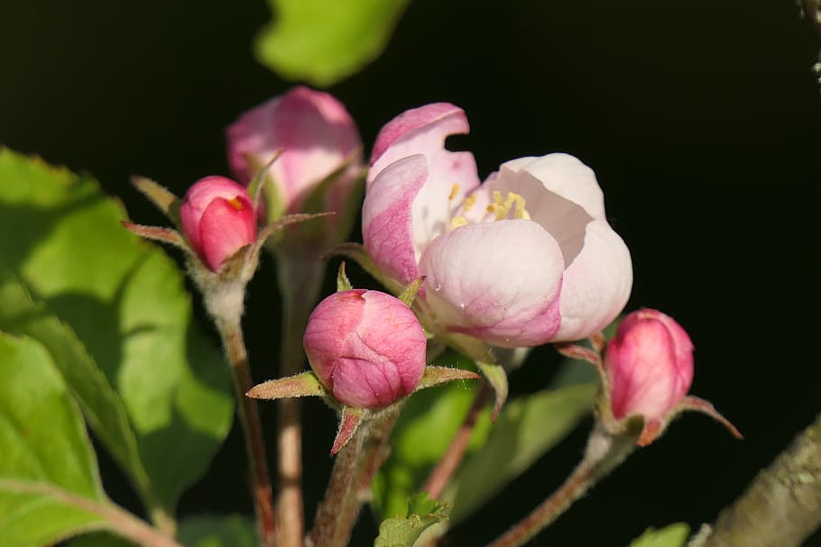 omenankukka, kevät, pinkki, kiinni, kasvi, kukka, tuoreus, kauneus luonnossa, vaaleanpunainen väri, lähikuva, hauraus, terälehti, kasvu, alttius, luonto, ei ihmisiä, nuppu, puun lehti, kasvi-osa, kukinto, kukka pää, ulkona, pehmeys, 4K