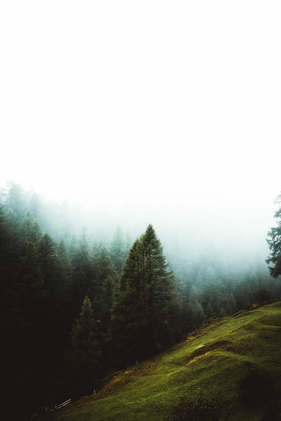 Antenne, Fotografie, hoch, Kiefern, dick, Nebel, Landschaftsfotografie, Grün, Berge, umgeben, Bäume, Wolke, Berg, Baum, Pflanze, Schönheit in der Natur, Szenen - Natur, Ruhe, ruhige Szene, Himmel, Land, Umgebung, Landschaft, Natur, keine Leute, Nicht-städtische Szene, Wald, Wachstum, Tag, idyllisch, draußen, Nadelbaum, Kiefer, Kiefernwald, 5K