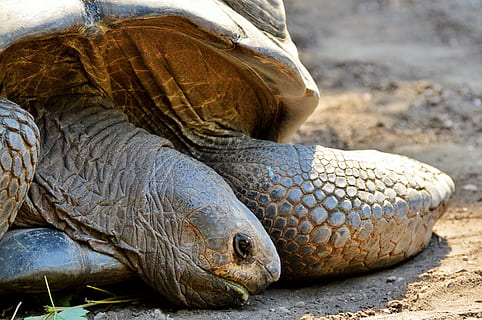 turtle, reptile, tortoise, tortoise shell, giant tortoise, zoo, panzer, armored, slowly, tierpark hellabrunn, creature, animal, animal themes, animals in the wild, one animal, animal wildlife, vertebrate, nature, close-up, no people, day, animal body part, outdoors, water, land, focus on foreground, sea, animal head, animal scale, 4K, CC0, public domain, royalty free