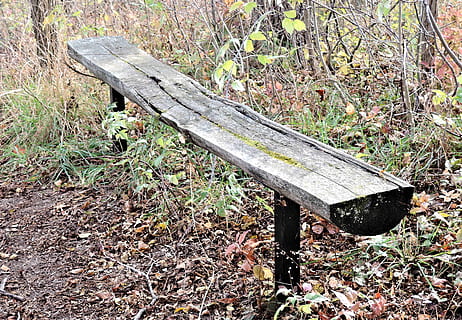 Baumbank, Sitzplätze, Wald, Natur, Herbstblätter, Pflanze, Land, Tag, Holz - Material, Metall, keine Leute, verlassen, alt, Feld, draußen, obsolet, verwittert, Ausrüstung, Baum, heruntergewirtschaftet, Blatt, Bank, Pflanzenteil, Wachstum, 2K, CC0, gemeinfrei, lizenzfrei