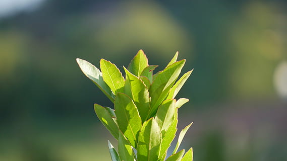 naturalesa, tancar, planta, obert, verd, flor, primavera, brot, macro, full, part de la planta, color verd, creixement, bellesa a la natura, dia, centrar-se en primer pla, primer pla, cap gent, a l'aire lliure, frescor, camp, llum solar, menjar, menjar i beguda, terra, tija de la planta, enfocament selectiu, 4K, CC0, domini públic, lliure de regalies