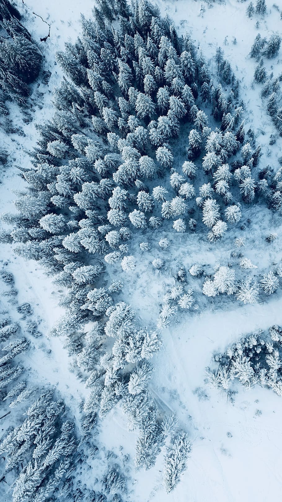 mesa upada zimą, antenowy, widok, sosny, pokryty, śnieg, drzewo, lesisty teren, las, zimowy, zimna temperatura, piękno natury, dzień, żadnych ludzi, Natura, biały kolor, mrożony, pokrycie, scenics - natura, spokój, roślina, wylądować, pełna ramka, spokojna scena, środowisko, scena pozamiejska, na dworze, ekstremalna pogoda, ośnieżona góra, 4K