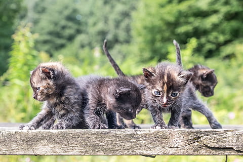 quattro gattini tartarugati, divertente, gattini, carina, gatti, gattino, peloso, adorabile, piccolo, dolce, giocare, curioso, natura, amabile, poco, animale domestico, animale, occhi, analizzare, cercare, guardare, domestico, pelliccia, temi animali, mammifero, gruppo di animali, giovane animale, animali domestici, fauna selvatica, vertebrato, legno - materiale, animali allo stato selvatico, due animali, concentrarsi sulle conoscenze acquisite, nessuno, giorno, felino, famiglia di animali, 4K, CC0, dominio pubblico, privo di copyright