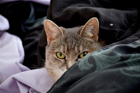 kat, bed, sheets, huisdier, schattig, dier, huiselijk, huis, jong, grappig, katachtig, pot, aanbiddelijk, pluizig, zoet, vacht, zoogdier, op zoek, kom tot rust, kalmte, ogen, portret, gezicht, huiskat, huisdieren, dierlijke thema's, één dier, snorhaar, kijkend naar de camera, gewerveld, meubilair, ontspanning, detailopname, binnenshuis, mensen, dierlijk oog, 4K, CC0, publiek domein, royaltyvrij