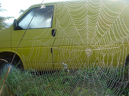 auto, žlutá, web, velký, dojem, pavoučí síť, křehkost, detail, nikdo, zranitelnost, den, vzor, Příroda, zaměřit se na popředí, složitost, přírodní vzor, venku, rostlina, pavouk, mokré, zvířat, zvíře, krása v přírodě, pozadí, voda, soustředný, rosa, 1080P, CC0, veřejná doména, bez autorských práv