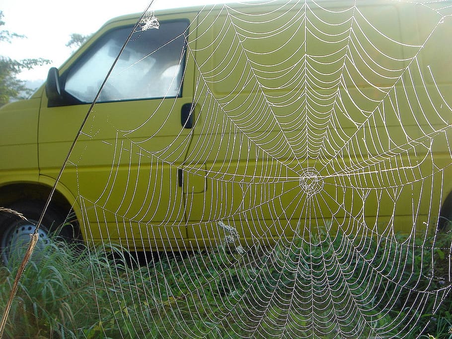 auto, žlutá, web, velký, dojem, pavoučí síť, křehkost, detail, nikdo, zranitelnost, den, vzor, Příroda, zaměřit se na popředí, složitost, přírodní vzor, venku, rostlina, pavouk, mokré, zvířat, zvíře, krása v přírodě, pozadí, voda, soustředný, rosa, 1080P