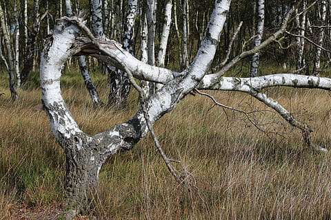 alpha, tree, bent, nature, moor, plant, tree trunk, land, trunk, tranquility, no people, day, forest, beauty in nature, field, branch, bare tree, grass, outdoors, tranquil scene, winter, cold temperature, growth, dead plant, 5K, CC0, public domain, royalty free