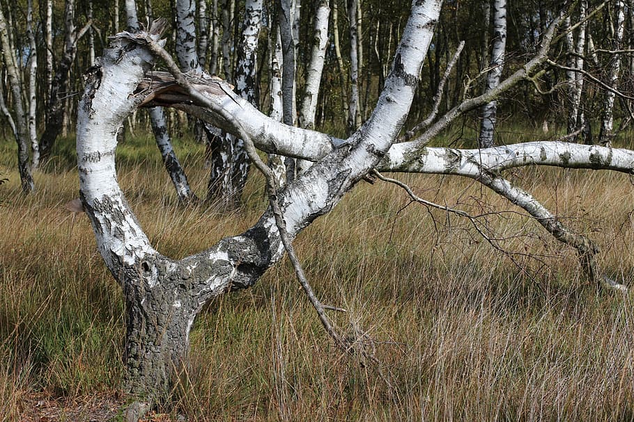 alfa, arbre, inclinat, naturalesa, amarrar, planta, tronc de l'arbre, terra, tronc, tranquil·litat, cap gent, dia, bosc, bellesa a la natura, camp, branca, arbre nu, herba, a l'aire lliure, escena tranquil·la, hivern, temperatura de fred, creixement, planta morta, 5K