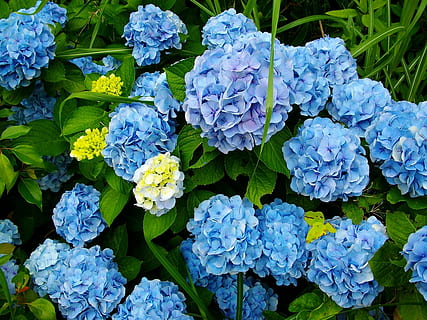 biru, bunga hydrangea, berkembang, hydrangea, bunga-bunga, menanam, keindahan di alam, kerentanan, pertumbuhan, kerapuhan, tanaman berbunga, kesegaran, daun, bagian tanaman, bunga, alam, daun bunga, merapatkan, hari, tidak ada orang, tampilan sudut tinggi, kepala bunga, hal berkembang, di luar rumah, ungu, seikat bunga, 2K, CC0, domain publik, bebas royalti