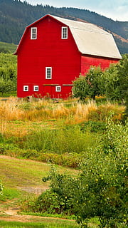 rosso, fienile, Oregon, rosso, fienile, Casa, struttura costruita, esterno dell'edificio, nessuno, erba, architettura, pianta, costruzione, terra, natura, giorno, colore verde, campo, quartiere residenziale, paesaggio, all'aperto, bellezza nella natura, albero, scena rurale, 1080P, CC0, dominio pubblico, privo di copyright