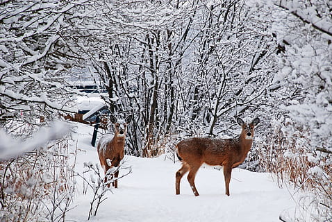 dos, para caminar, nieve, cubierto, suelo, rodeado, desnudo, arboles, ciervo, frío, árbol, bosque, asustar, invierno, temperatura fría, temas de animales, mamífero, animal, vertebrado, fauna animal, tierra, nadie, naturaleza, animales en la naturaleza, campo, en pie, el color blanco, día, planta, herbívoro, al aire libre, Montaña cubierta de nieve, 2K, CC0, dominio público, libre de derechos