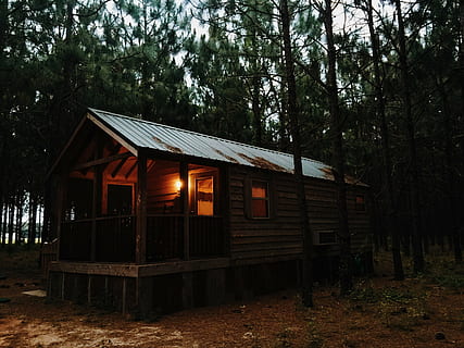 bungalow, cabin, forest, home, house, rustic, trees, woods, wood - Material, abandoned, old, outdoors, tree, plant, built structure, architecture, land, nature, building exterior, building, no people, growth, field, day, hut, sky, cottage, roof, 2K, CC0, public domain, royalty free