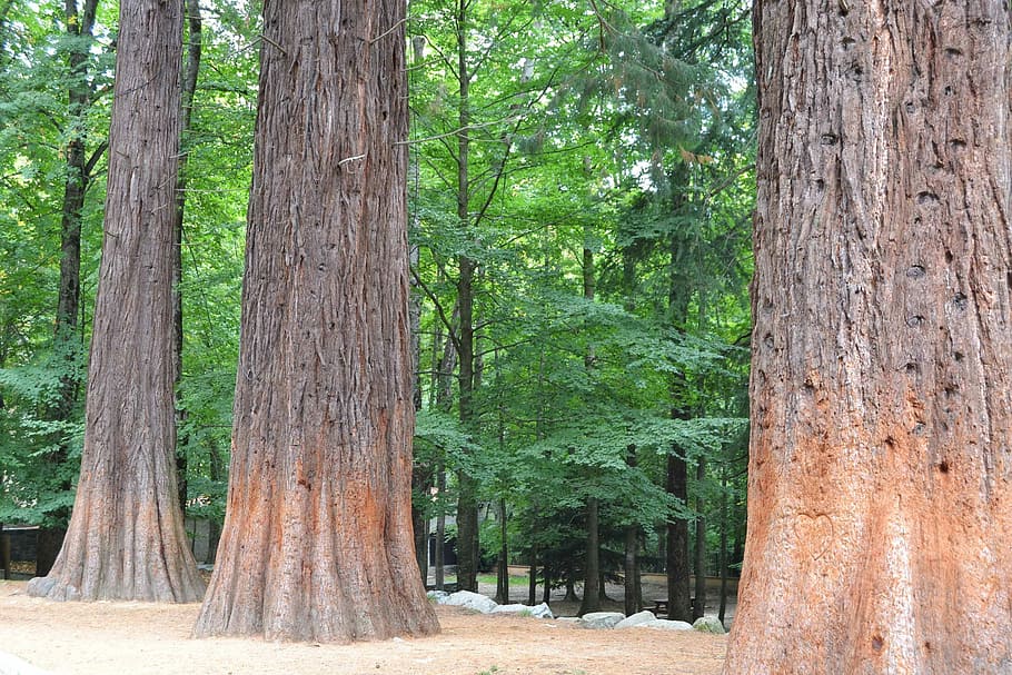 sequoia, arbre, verd, bosc, verd, bosc, tronc de l'arbre, naturalesa, pi, planta, tronc, creixement, terra, color verd, cap gent, bellesa a la natura, tranquil·litat, dia, a l'aire lliure, escena tranquil·la, medi ambient, escenics - natura, paisatge, branca, 2K