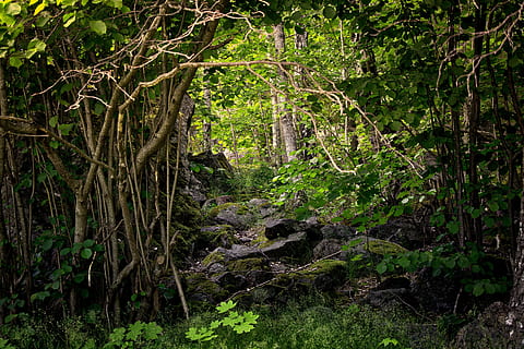 Skov, natur, marsk, træ, grøn, rock, grøn, klippe, parkere, plante, nåletræ, turisme, stilheden, udendørs, et dyr, ro, scenics, jord, vækst, skønhed i naturen, grøn farve, rolig scene, dag, ikke-urbane scene, ingen mennesker, løv, frodig løv, træstamme, scenics - natur, bagagerum, miljø, regnskov, 5K, CC0, offentligt domæne, royaltyfrie