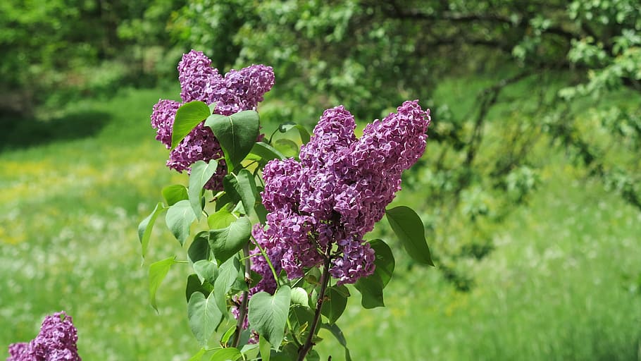 lilla, forår, blomst, violet, flor, plante, blomstrende plante, friskhed, vækst, skønhed i naturen, natur, skrøbelighed, sårbarhed, fokus på forgrunden, tæt på, grøn farve, kronblad, ingen mennesker, udendørs, blomsterhoved, blomsterstand, Mark, dag, iris - plante, 4K