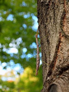 error, insecte, bug stick, arbre, naturalesa, boscos, bosc, tronc, tronc de l'arbre, planta, centrar-se en primer pla, dia, primer pla, animals a la natura, cap gent, fauna animal, animal, a l'aire lliure, invertebrat, creixement, vista d’angle baix, temes d'animals, textura, enfocament selectiu, escorça, 1080P, CC0, domini públic, lliure de regalies