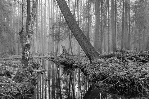 Skov, træer, vand, flod, Bialowieska, Puszcza, Bialowieza, afspejling, landskab, scene, natur, Polen, lys, bw, sort, hvid, naturskøn, træ, træstamme, udendørs, plante, jord, bagagerum, ro, skønhed i naturen, rolig scene, vækst, scenics - natur, ikke-urbane scene, ingen mennesker, dag, miljø, idyllisk, sump, 4K, CC0, offentligt domæne, royaltyfrie