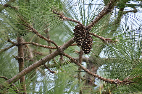 con de brad, conifer, floare, pin, plantă, copac, creştere, frumusețe în natură, nici o persoana, natură, zi, ramură, liniște, a închide, să se concentreze asupra primelor elemente, în aer liber, palmier, vedere unghiulară joasă, Brad, frunze, Culoarea verde, apă, climat tropical, ţepos, 5K, CC0, domeniu public, fără drepturi de autor