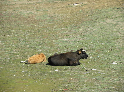 vacas, campo, toró, un animal, animal, animales en la naturaleza, fauna animal, caza de animales, al aire libre, mamífero, temas de animales, vertebrado, tierra, nadie, hierba, día, naturaleza, nacional, mascotas, planta, animales domesticos, vista de alto ángulo, ganado, herbívoro, familia de animales, 4K, CC0, dominio público, libre de derechos