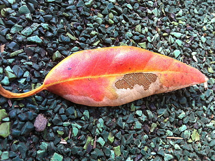 foglia, autunno, decadimento, le foglie, stagione, fine, Morte, sta morendo, solido, pietra - oggetto, roccia, natura, giorno, avvicinamento, nessuno, parte vegetale, vista dall'alto, pietra, ciottolo, terra, roccia - oggetto, all'aperto, bellezza nella natura, modificare, fauna selvatica, ghiaia, condizione naturale, 2K, CC0, dominio pubblico, privo di copyright