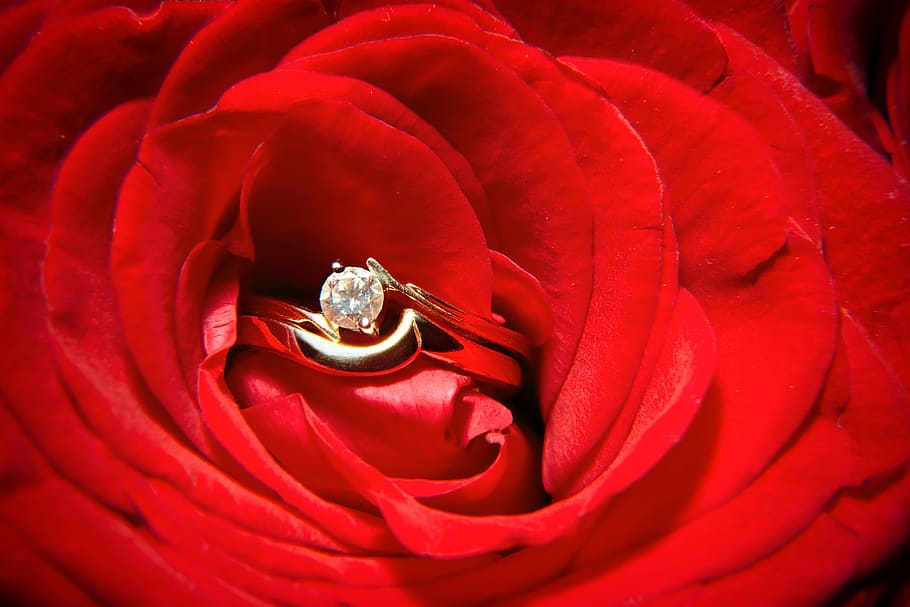 anell de color daurat, clar, pedres precioses, vermell, rosa, flor, casament, anell, imatge, conceptes, amor, bouquet, compartir, unió, joieria, horitzontal, casat, color, or, arranjament, dos objectes, cap gent, fotografia, dos, creatiu, flor de roses, pètal, romanç, primer pla, diamant - pedres precioses, celebració, anell de compromís, anell de diamants, riquesa, luxe, emoció positiva, dia de Sant Valentí: vacances, emoció, anell de noces, marc complet, joia preciosa, brillant, cap de flor, 5K