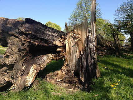 árvore, derrubado, madeira, floresta, tempestade, velho, natureza, panorama, cor verde, ninguém, ao ar livre, plantar, tranquilidade, terra, céu, dia, cena tranquila, madeira - material, beleza na natureza, crescimento, cena não urbana, luz solar, céu limpo, grama, scenics - natureza, tronco de árvore, campo, latido, 2K, CC0, domínio público, royalty free
