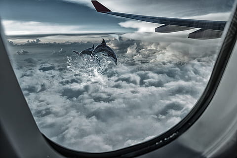 vindus, fly, himmel, høyde, flygning, vinge, sky - himmel, luftfartøy, flying, transportmiddel, transport, natur, reise, ingen folk, bilinteriør, utendørs, vindu, dyr, vann, bevegelse, clouds, dyre temaer, i lufta, illevarslende, 2K, CC0, offentlig domene, opphavsrett gratis