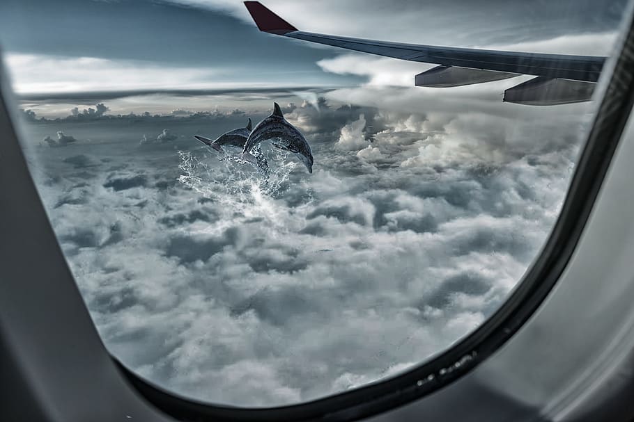 vetri, aereo, cielo, altezza, volo, ala, nuvola - cielo, veicolo aereo, volante, modo di trasporto, mezzi di trasporto, natura, viaggio, nessuno, interno del veicolo, all'aperto, finestra, animale, acqua, movimento, Cloudscape, temi animali, mezz'aria, infausto, 2K