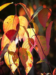 outono, vermelho, amarelo, sai, árvore, floresta, folhagem, natureza, temporada, colorida, fechar-se, vibrante, meio Ambiente, outonal, luz de fundo, rural, parte da planta, folha, plantar, mudança, crescimento, beleza na natureza, ninguém, focar em primeiro plano, dia, ao ar livre, luz solar, vulnerabilidade, fragilidade, cor laranja, tranquilidade, condição natural, 4K, CC0, domínio público, royalty free