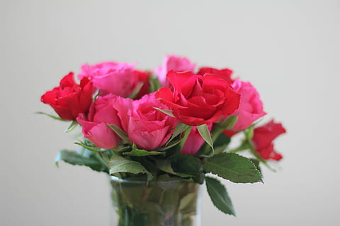 roses, Strauss, rosa, bouquet, vermell, ram de roses, flor, florir, flor de roses, cap gent, fragilitat, peònia, color rosa, planta amb flors, planta, frescor, bellesa a la natura, vulnerabilitat, primer pla, tir de l'estudi, pètal, a l'interior, cap de flor, naturalesa, gerro, inflorescència, part de la planta, arranjament floral, Ram de flors, 5K, CC0, domini públic, lliure de regalies
