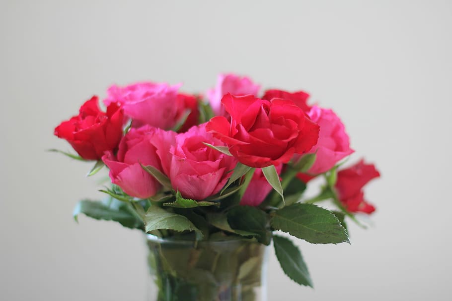 roses, Strauss, rosa, bouquet, vermell, ram de roses, flor, florir, flor de roses, cap gent, fragilitat, peònia, color rosa, planta amb flors, planta, frescor, bellesa a la natura, vulnerabilitat, primer pla, tir de l'estudi, pètal, a l'interior, cap de flor, naturalesa, gerro, inflorescència, part de la planta, arranjament floral, Ram de flors, 5K