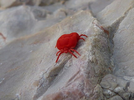 bug vermelho, inseto, pedra do bicho, vermelho, um animal, temas animais, caranguejo eremita, animais selvagens, animais em estado selvagem, natureza, dia, areia, ninguém, animal, fechar-se, invertebrado, beleza na natureza, visão de alto ângulo, ao ar livre, flor, plantar, foco seletivo, zoologia, texturizado, marinho, 2K, CC0, domínio público, royalty free