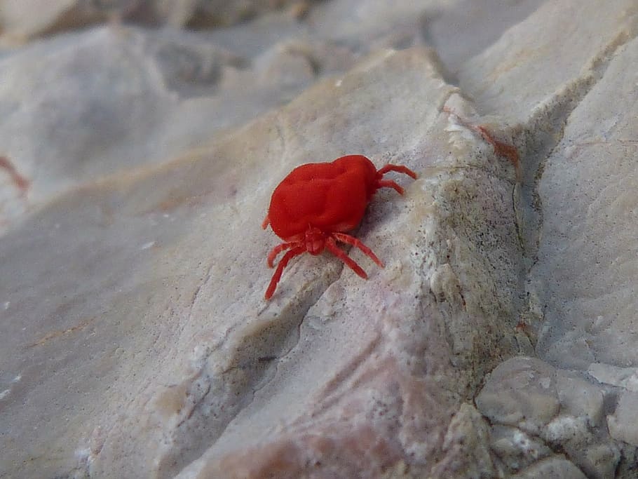 roșu bug, insectă, critter rock, roșu, un animal, animale tematice, pustnic crab, animale sălbatice, animale în sălbăticie, natură, zi, nisip, nici o persoana, animal, a închide, nevertebrat, frumusețe în natură, vedere în unghi mare, în aer liber, floare, plantă, selectiv, zoologie, texturată, marin, 2K