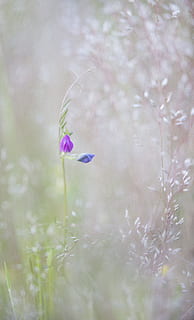 roxa, flores de pétalas, seletivo, fotografia de foco, natureza, macro, flor, Primavera, Países Baixos, ervas daninhas, flora, paisagem holandesa, Rosa, branco, plantar, planta com flores, fragilidade, vulnerabilidade, foco seletivo, crescimento, beleza na natureza, frescura, fechar-se, terra, campo, dia, ninguém, pétala, ao ar livre, tranquilidade, cabeça de flor, 4K, CC0, domínio público, royalty free