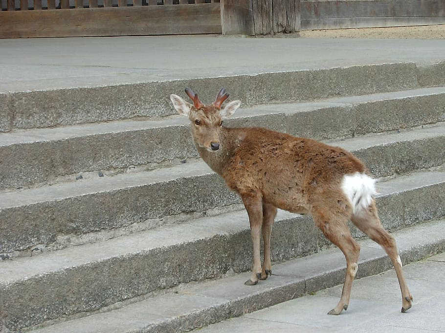 nara, cérvol, tornar, en canvi, un animal, temes d'animals, animals a la natura, fauna animal, mamífer, cap gent, animal, escala, vertebrats, de peu, animals domèstics, longitud completa, arquitectura, dia, a l'aire lliure, naturalesa, vista lateral, estructura construïda, herbívors, 1080P