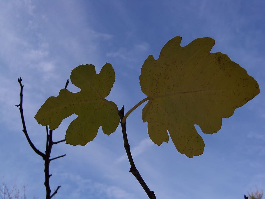 fig, plantes, fulles, tardor, arbre, silueta, cap gent, a l'aire lliure, full, dia, part de la planta, cel, planta, naturalesa, núvol - cel, bellesa a la natura, creixement, vista d’angle baix, branca, tranquil·litat, color verd, primer pla, blau, escenics - natura, 2K