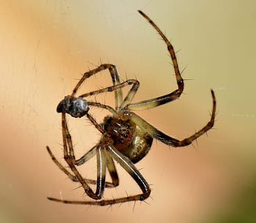 rotazione, insetto, macro, preda, animale, invertebrato, temi animali, fauna selvatica, animali allo stato selvatico, un animale, aracnide, ragno, artropodo, avvicinamento, caccia agli animali, a caccia, zoologia, nessuno, parte del corpo animale, sopravvivenza, ragnatela, natura, gamba animale, velenoso, 2K, CC0, dominio pubblico, privo di copyright