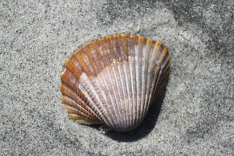 Schale, Strand, Sand, Auster, Marine, Organismus, tot, Ufer, Tier, Tierwelt, Tierthemen, Nahansicht, Tierhülle, ein Tier, Land, Tiere in freier Wildbahn, Natur, keine Leute, natürliches Muster, Tag, Muschel, texturiert, Meer, High Angle View, einzelnes Objekt, draußen, 4K, CC0, gemeinfrei, lizenzfrei