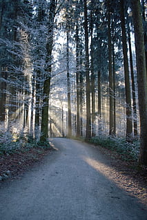 foresta, i raggi del sole, sentiero, magico, inverno, la neve, brina, luce, boschi, natura, freddo, albero, bosco, all'aperto, paesaggio, Paesaggi, nessuno, strada, scena non urbana, colore verde, nebbia, bellezza nella natura, scena tranquilla, immagine a colori, scena rurale, giorno, pianta, terra, la strada davanti, direzione, la tranquillità, mezzi di trasporto, crescita, tronco d'albero, tronco, scenics - natura, prospettiva decrescente, 1080P, CC0, dominio pubblico, privo di copyright