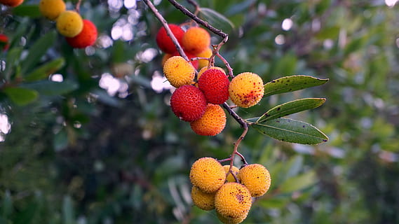 fruct, natură, copac, frunze, alimente, ramură, plantă, sezon, culoare, sănătos, suculent, fructe de padure, roșu, galben, mancare si bautura, mâncat sănătos, creştere, prospeţime, să se concentreze asupra primelor elemente, parte a plantelor, nici o persoana, agricultură, zi, a închide, bunăstare, în aer liber, culoare portocalie, lychee, copt, 5K, CC0, domeniu public, fără drepturi de autor