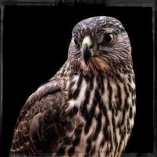 falk, ramme, fugl, fjer, vild, natur, vilde liv rovdyr, raptor, væsen, dyr, rovfugl, kødædende, hawk - bird, dyreliv, næb, dyr jagt, Brun, dyr øje, dyr i naturen, tæt på, et dyr, dyre temaer, hvirveldyr, sort baggrund, studio skud, ingen mennesker, dyr kropsdel, overfør print, portræt, dag, fokus på forgrunden, indendørs, falk - fugl, dyr hoved, ørn, 1080P, CC0, offentligt domæne, royaltyfrie