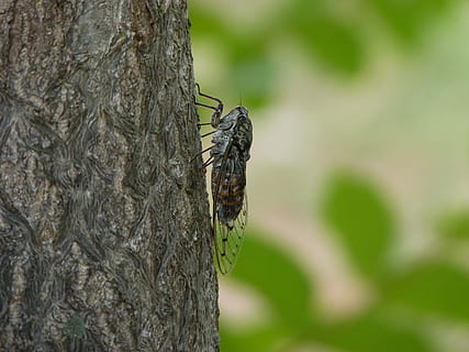 cicala, insetto, natura, animale, albero, estate, Cicadidae, adulto, fauna, invertebrato, un animale, temi animali, animali allo stato selvatico, tronco, tronco d'albero, fauna selvatica, avvicinamento, concentrarsi sulle conoscenze acquisite, pianta, nessuno, giorno, all'aperto, zoologia, strutturato, corteccia vegetale, farfalla - insetto, 4K, CC0, dominio pubblico, privo di copyright