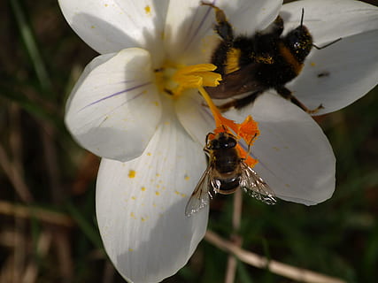 hoverfly, croco, Hummel, bianca, frühlingsanfang, impollinazione, insetto, fiorire, fioritura, flora, un animale, temi animali, avvicinamento, animali allo stato selvatico, fauna selvatica, pianta fiorita, fiore, invertebrato, fragilità, animale, petalo, testa di fiore, bellezza nella natura, pianta, ape, vulnerabilità, freschezza, crescita, infiorescenza, polline, nessuno, all'aperto, 2K, CC0, dominio pubblico, privo di copyright