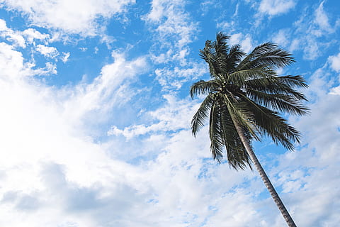 verde, Marrone, albero di cocco, bianca, blu, cielo, daytie, Basso, foto angolata, cielo bianco, giorno, albero, nube, tropicale, natura, estate, nuvola - cielo, Palma, clima tropicale, all'aperto, palma da cocco, nessuno, Cloudscape, idilliaco, spiaggia, Inquadratura dal basso, pianta, bellezza nella natura, crescita, la tranquillità, alto - alto, scenics - natura, scena tranquilla, albero tropicale, tronco d'albero, foglia di palma, direttamente sotto, 4K, CC0, dominio pubblico, privo di copyright