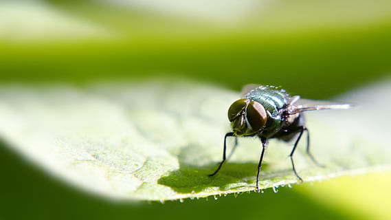 insectos, verde, ser, macro, insecto, animal, invertebrado, temas de animales, fauna animal, un animal, enfoque selectivo, de cerca, animales en la naturaleza, nadie, parte de la planta, color verde, hoja, día, planta, naturaleza, belleza en la naturaleza, primer plano extremo, al aire libre, ala animal, 2K, CC0, dominio público, libre de derechos