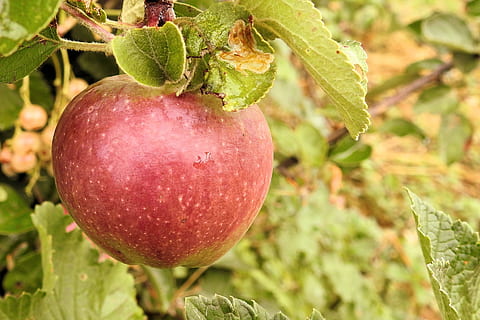 æble, æbletræ, frugt, træ, kernobst gewaechs, mad, mad og drikke, sund kost, friskhed, vækst, plante, blad, plante del, velvære, natur, tæt på, landbrug, rød, fokus på forgrunden, grøn farve, ingen mennesker, æble - frugt, dag, udendørs, moden, 2K, CC0, offentligt domæne, royaltyfrie