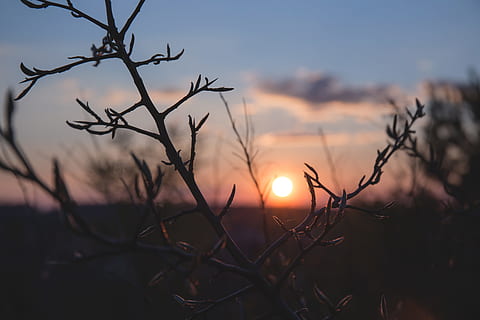 naturalesa, arbres, branques, cel, horitzó, núvols, silueta, ombres, llum, sol, vespre, alba, encara, posta de sol, bellesa a la natura, planta, escenics - natura, tranquil·litat, arbre nu, llum solar, escena tranquil·la, branca, cap gent, arbre, centrar-se en primer pla, a l'aire lliure, núvol - cel, color taronja, escena no urbana, planta morta, flare de la lent, 5K, CC0, domini públic, lliure de regalies