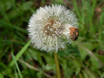 dente di leone, lanugine, primavera, fiore, pianta, fragilità, pianta fiorita, vulnerabilità, crescita, avvicinamento, freschezza, bellezza nella natura, concentrarsi sulle conoscenze acquisite, nessuno, Colore bianco, natura, infiorescenza, stelo vegetale, testa di fiore, morbidezza, giorno, all'aperto, semi di dente di leone, 4K, CC0, dominio pubblico, privo di copyright