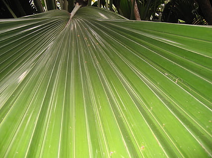 leaf, subjects, grain, tree, green color, plant part, plant, beauty in nature, growth, palm leaf, nature, palm tree, close-up, tropical climate, no people, full frame, day, backgrounds, pattern, outdoors, natural pattern, tranquility, leaves, rainforest, 1080P, CC0, public domain, royalty free
